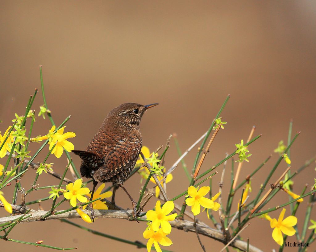 报春花上的鹪鹩