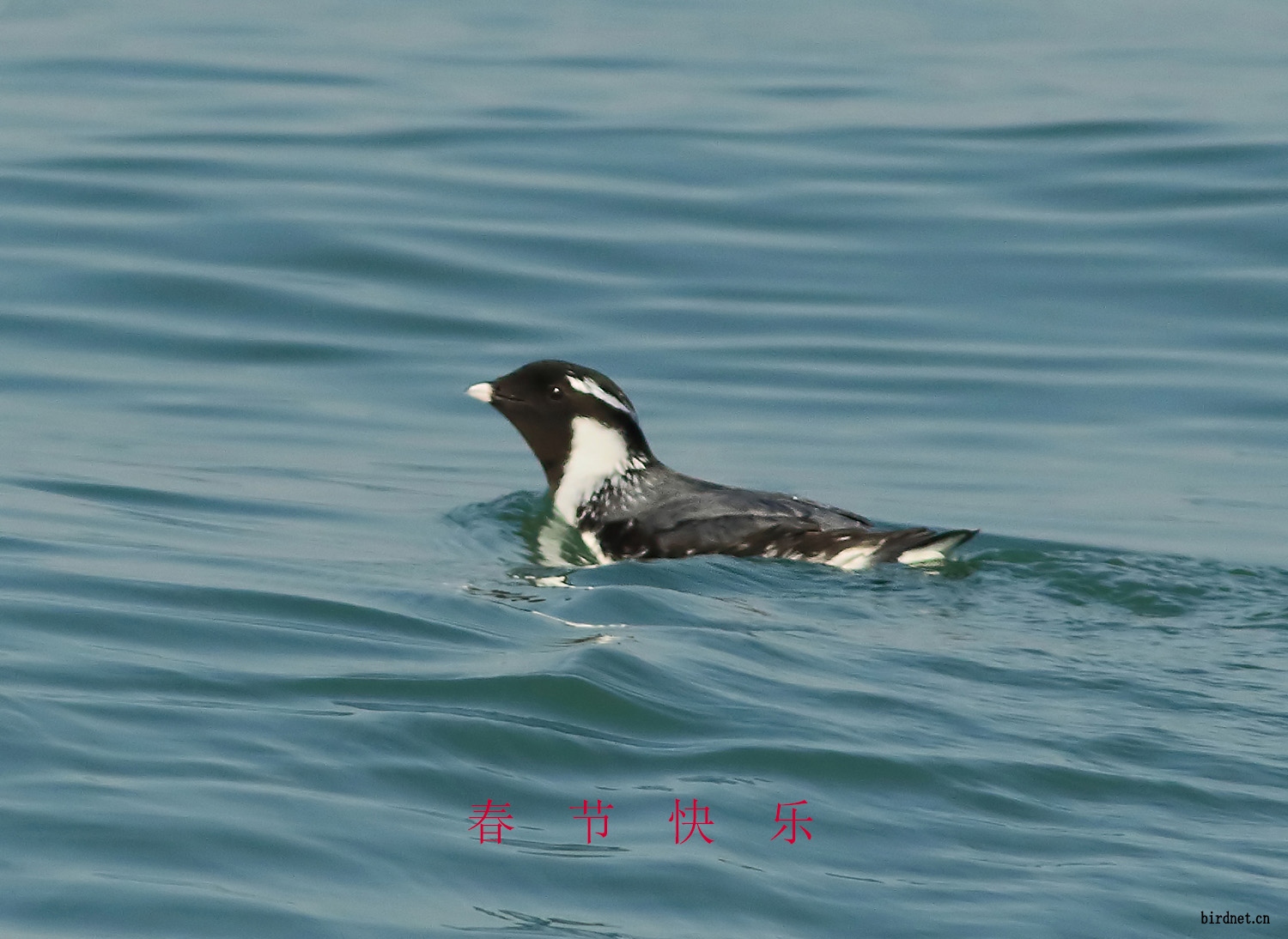 扁嘴海雀拜年了