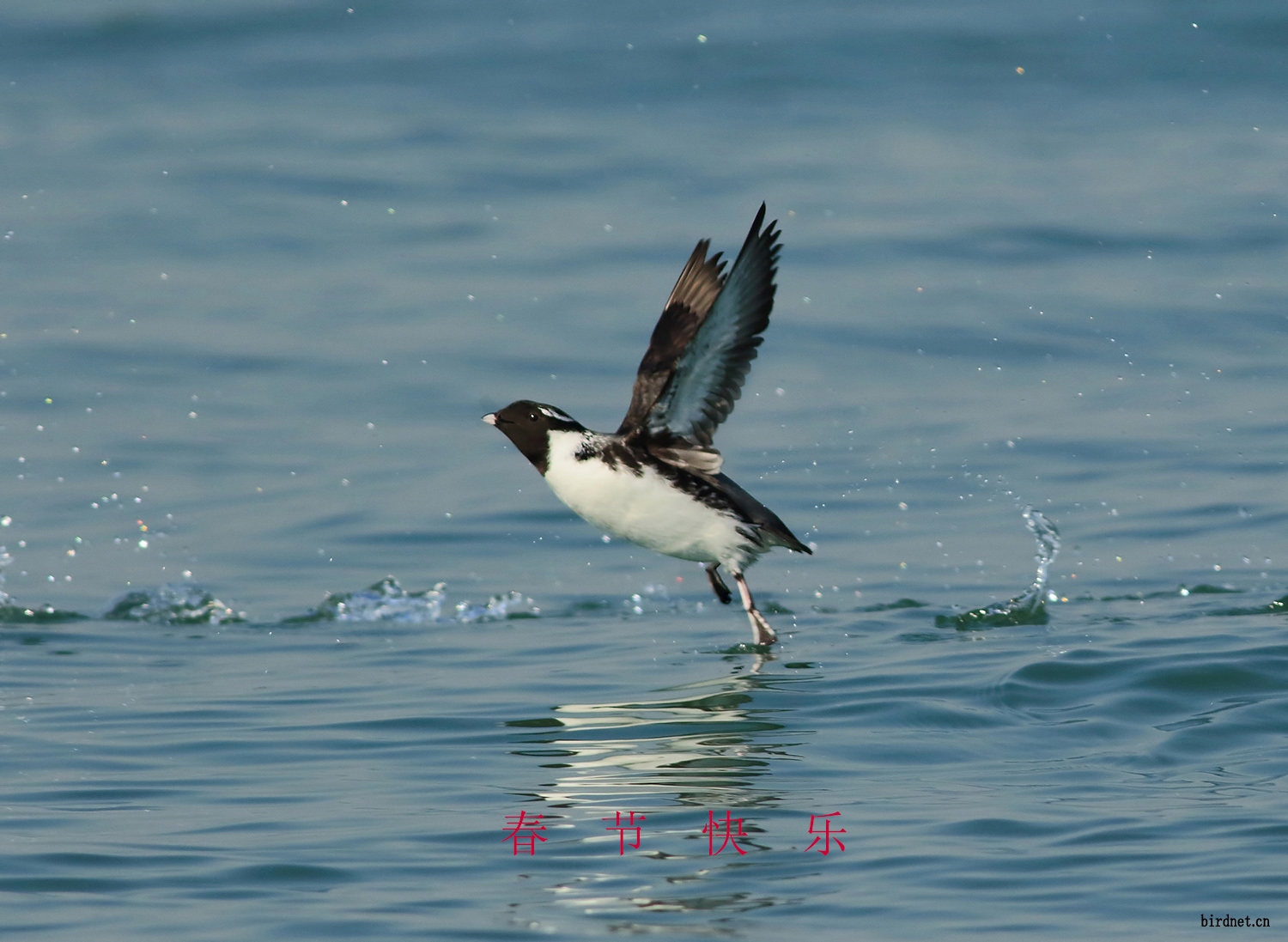 扁嘴海雀拜年了