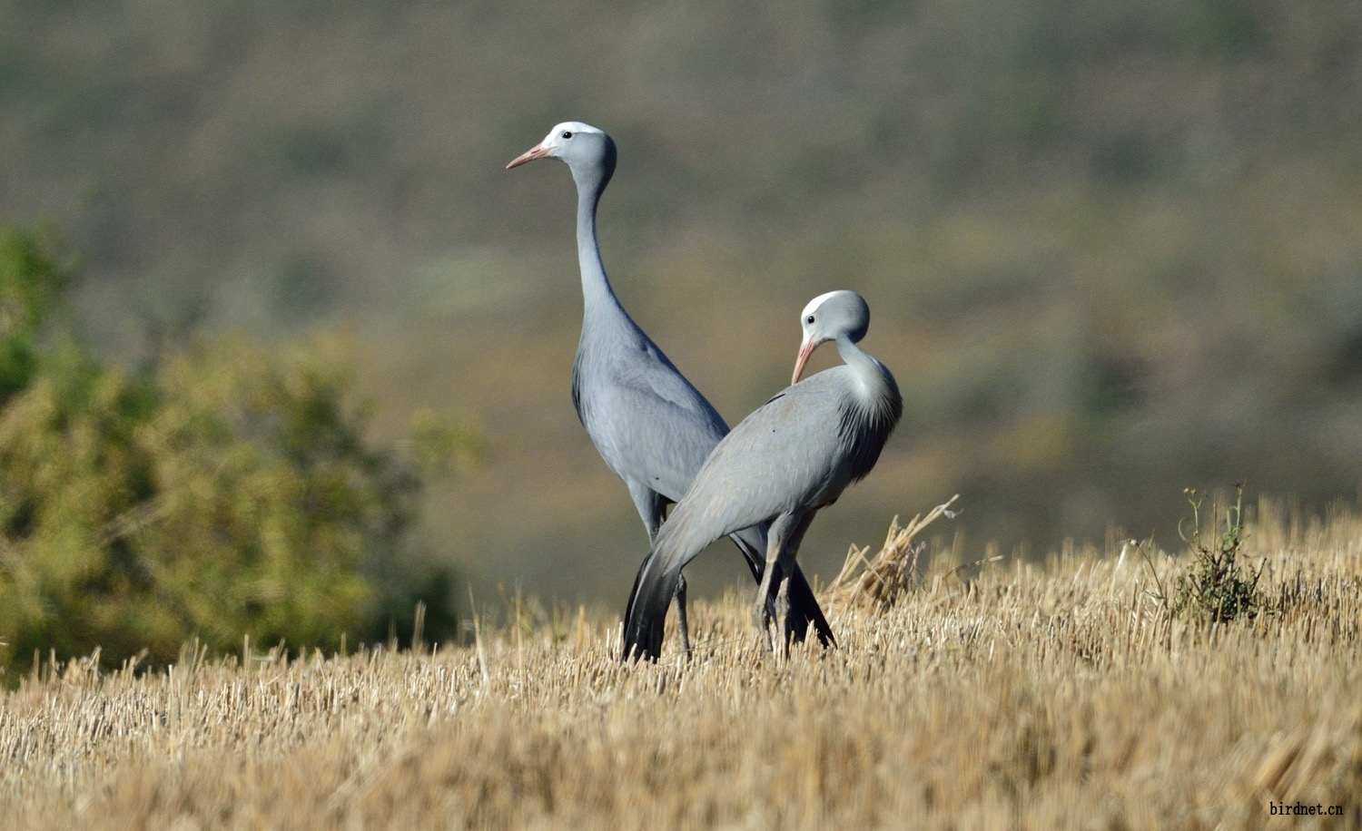 蓝鹤一组蓝鹤拜年了