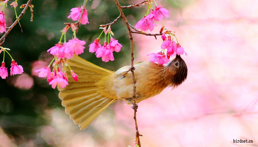 吉祥花鸟图