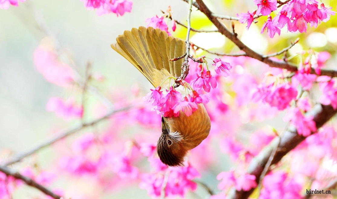 吉祥花鸟图