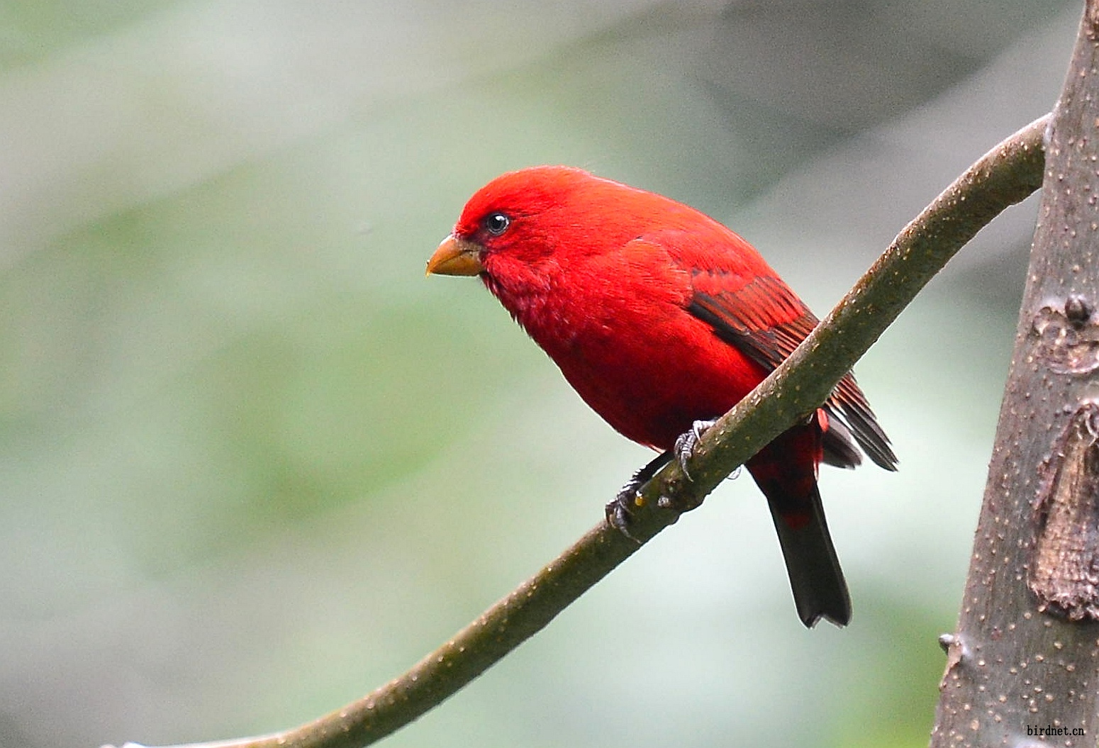红红喜鹊  叽叽喳喳     叫的好香甜  曾经的闲中友  一个小山村的
