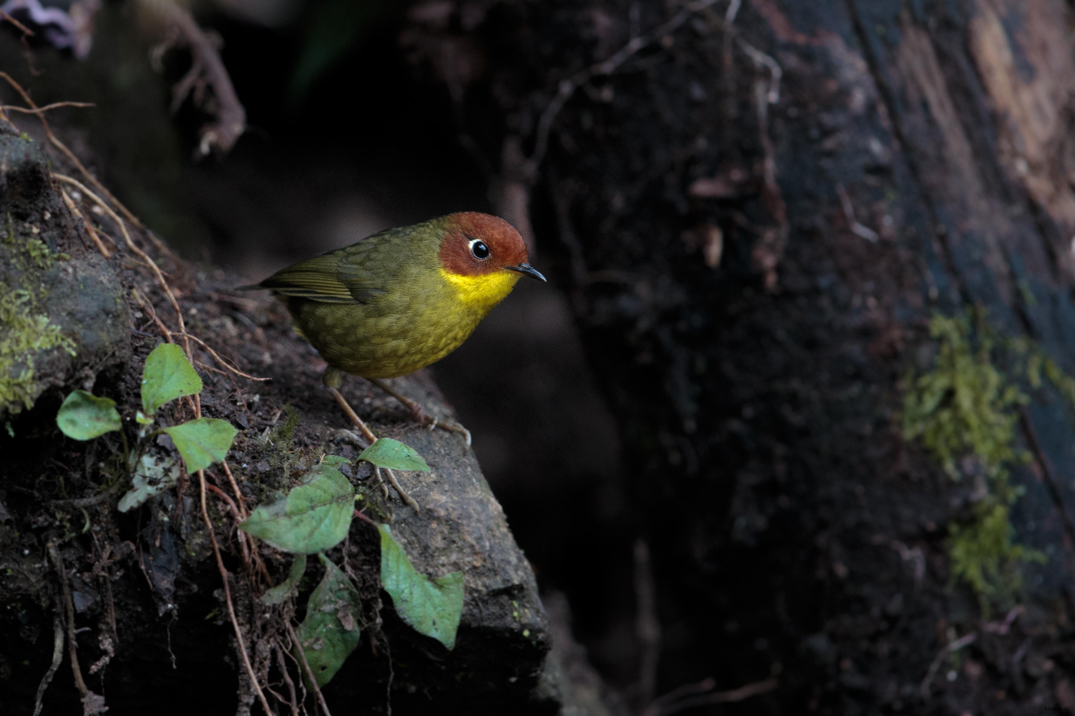 栗头地莺 chestnut-headed tesia