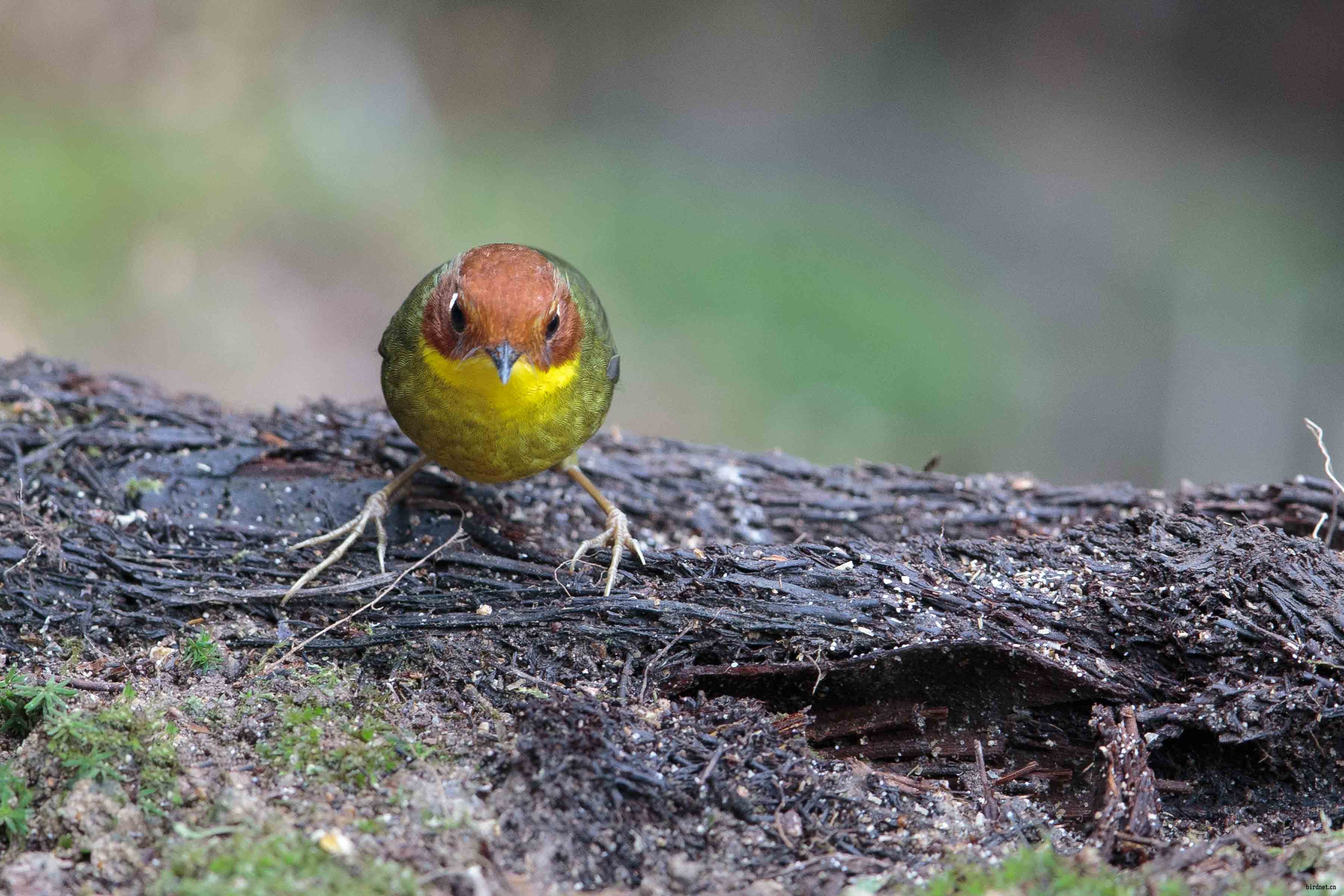 栗头地莺 chestnut-headed tesia