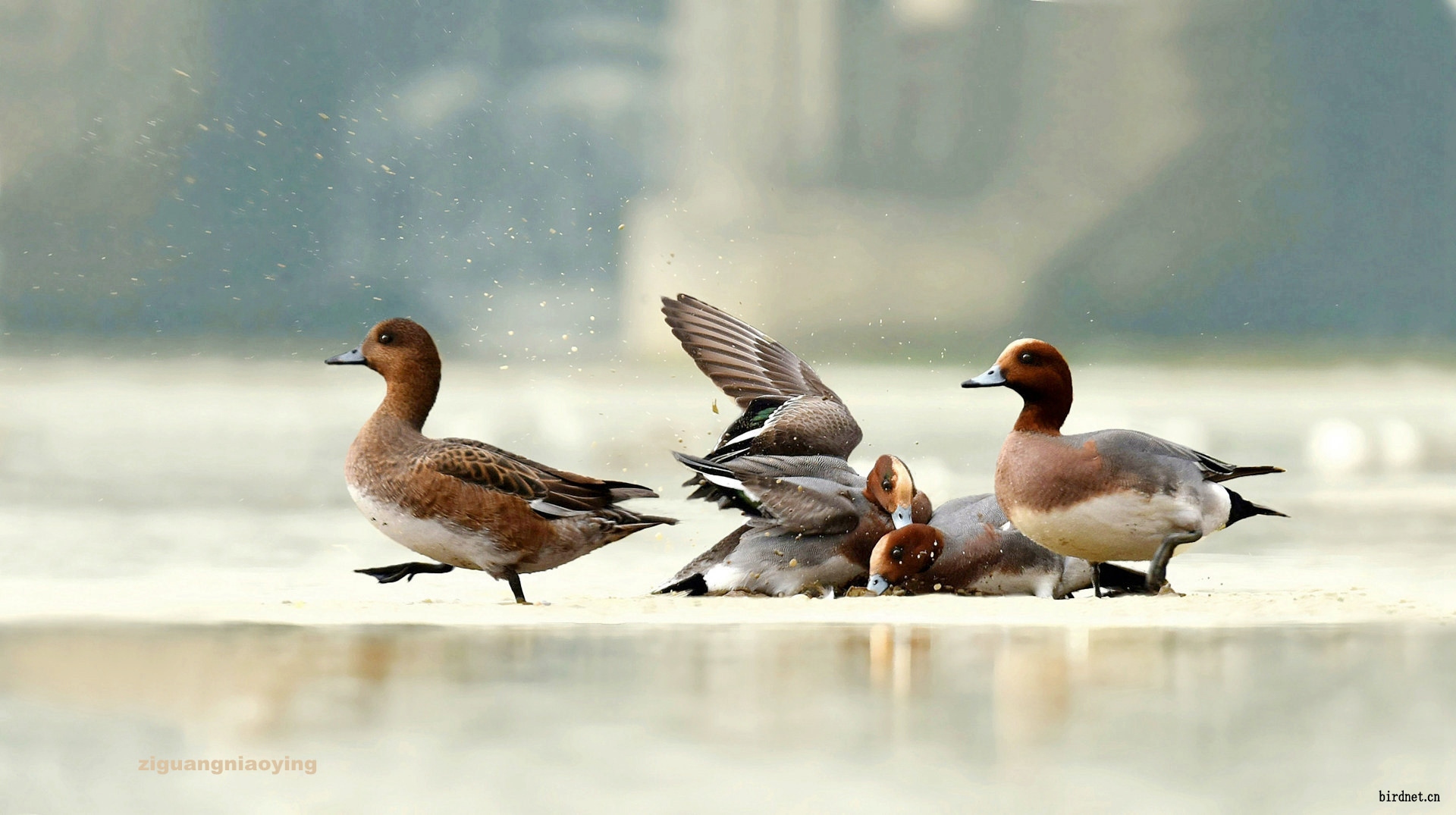发旌湖赤颈鸭一组写真片