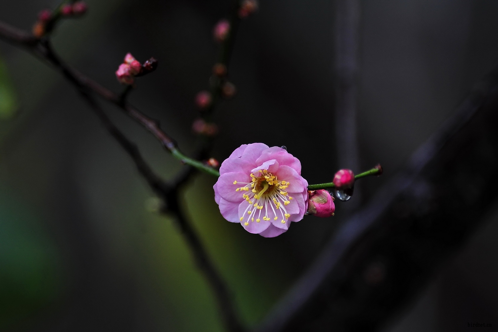 梅花一枝春帶雨