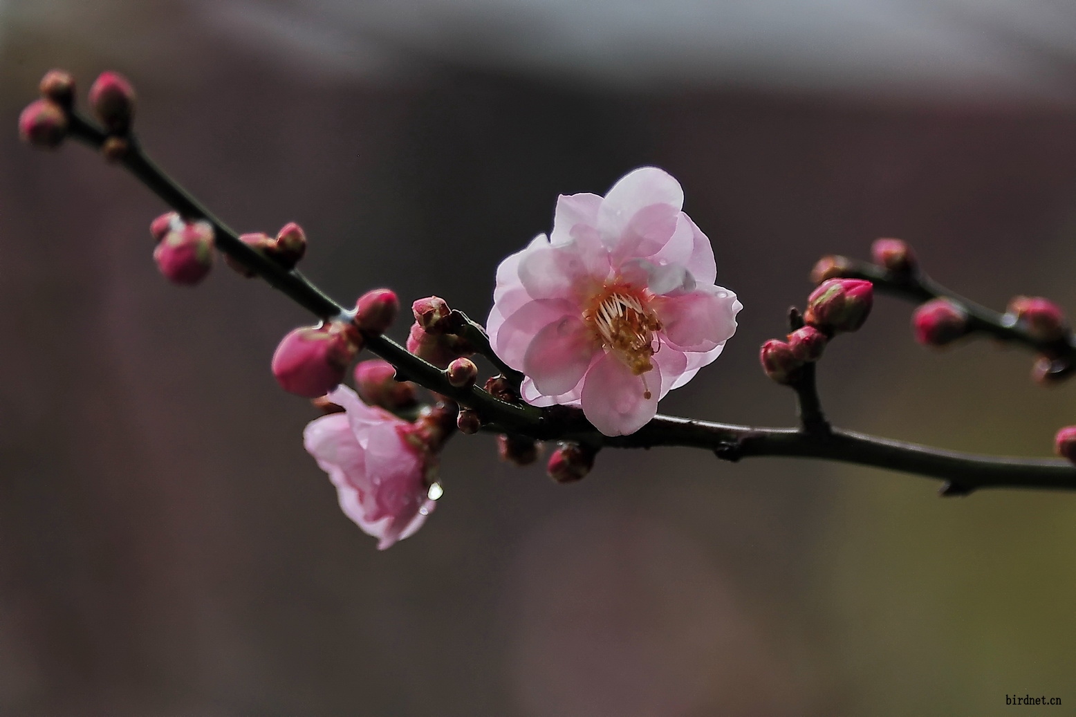 梅花一枝春帶雨