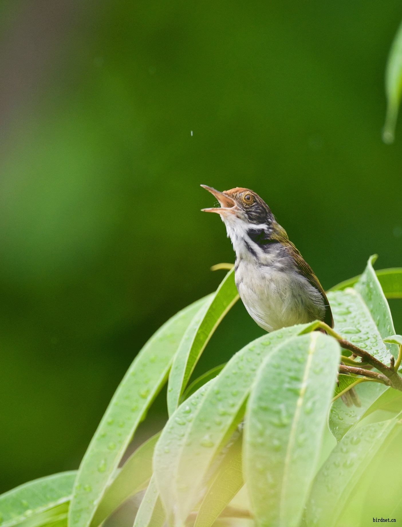 黑喉缝叶莺(雌鸟):雨中歌唱