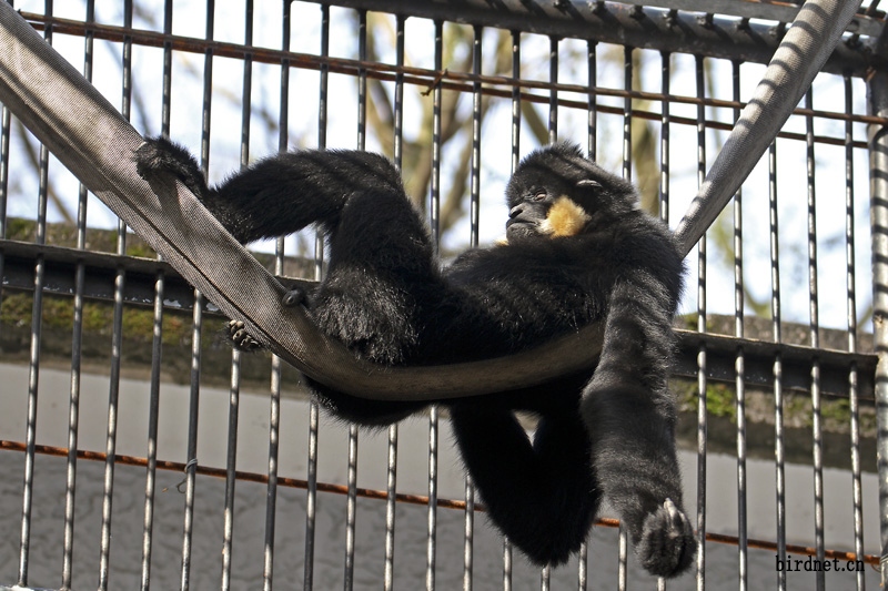 img_6827白颊长臂猴.jpg