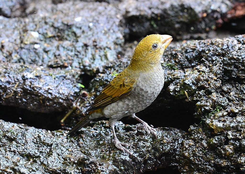 DSC_2507_����.jpg