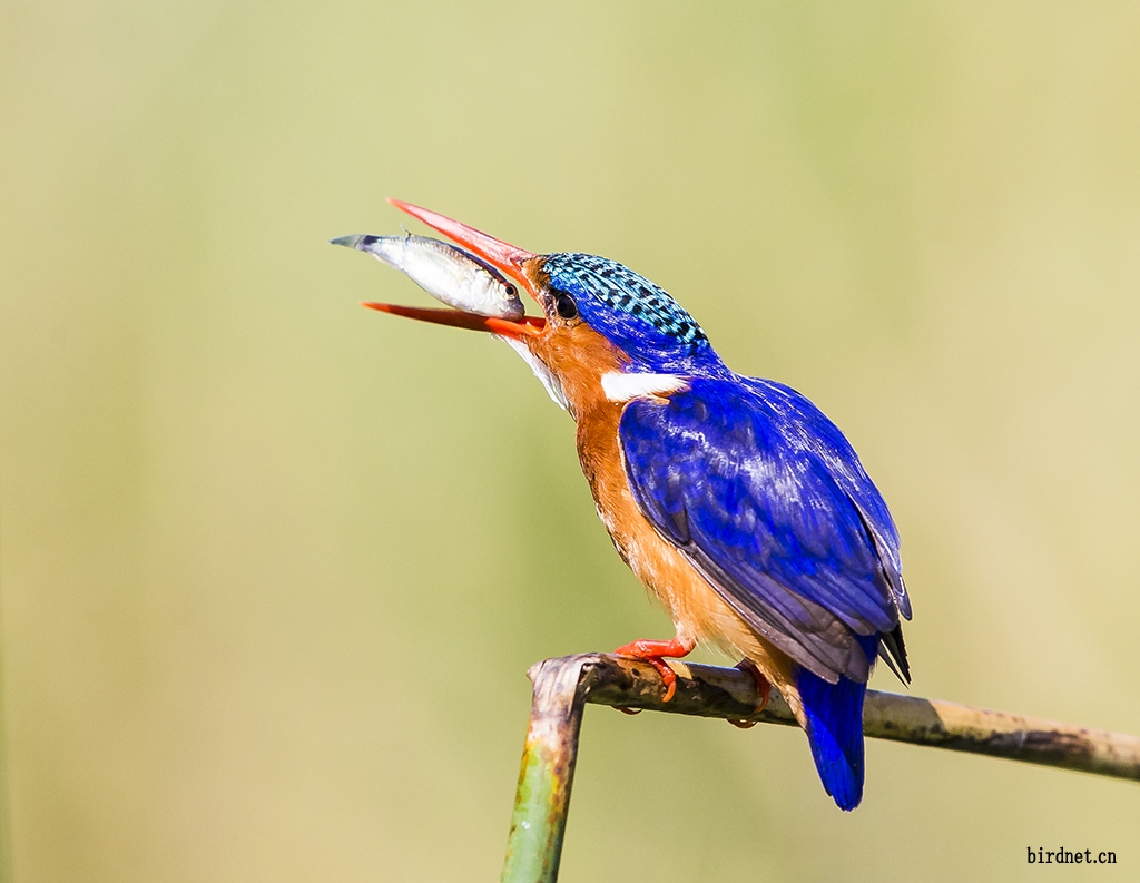 收获后的喜悦 冠翠鸟>