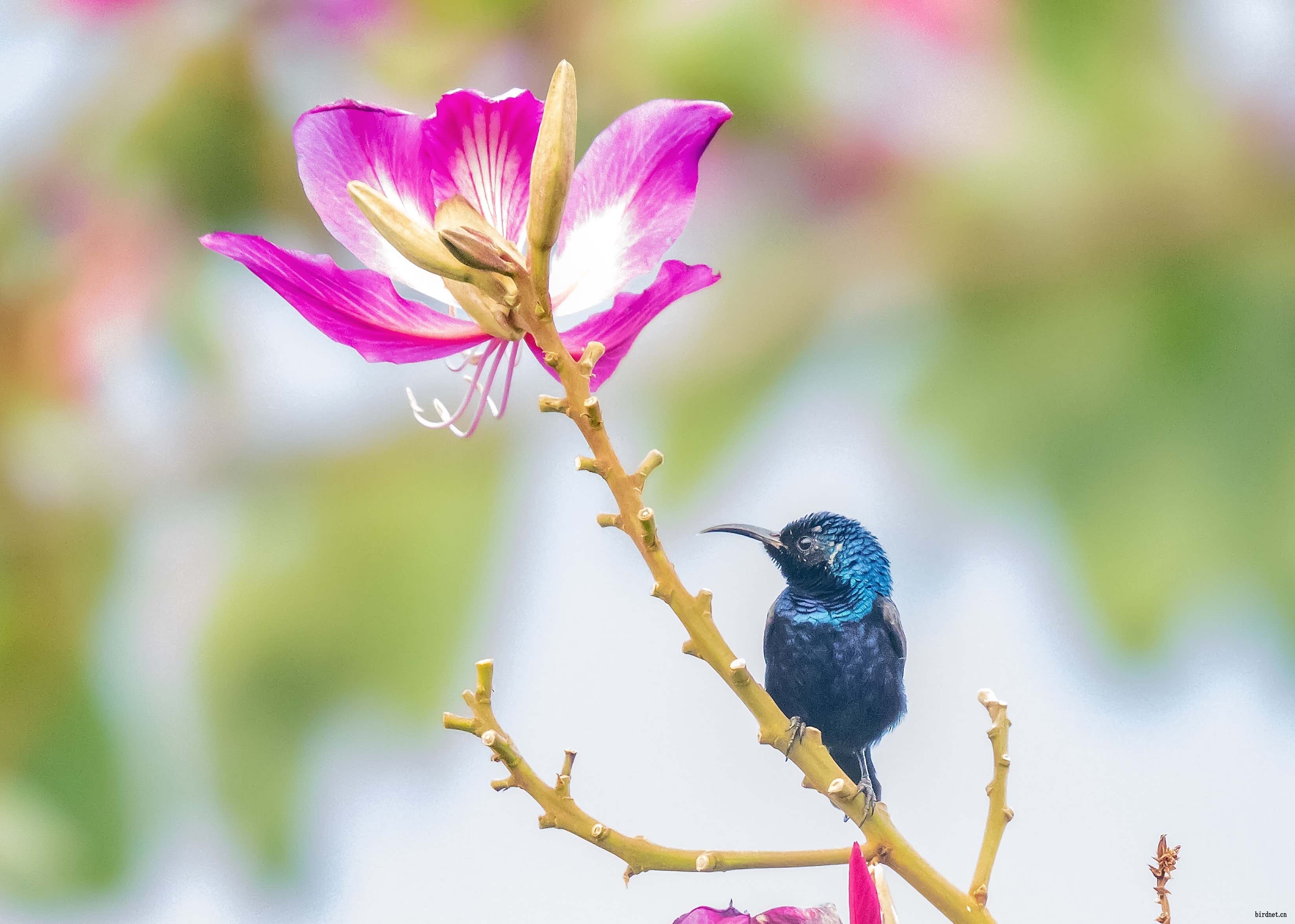 百花岭的紫色花蜜鸟
