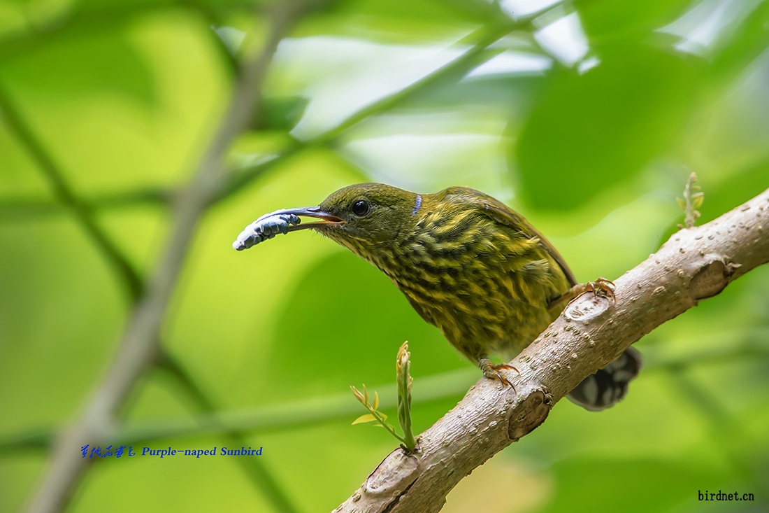 蓝枕花蜜鸟-purple-naped-sunbird1.jpg