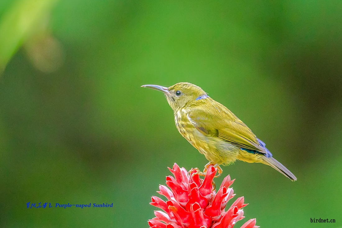 蓝枕花蜜鸟-purple-naped-sunbird.jpg
