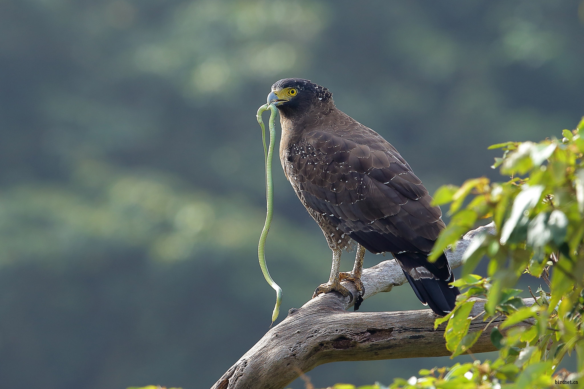 蛇雕与青蛇(恭贺荣获每日一图)