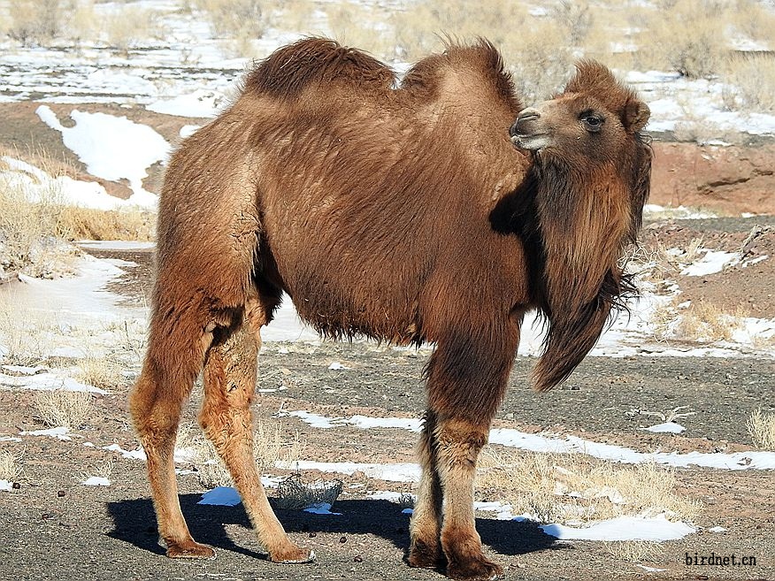 新疆野骆驼