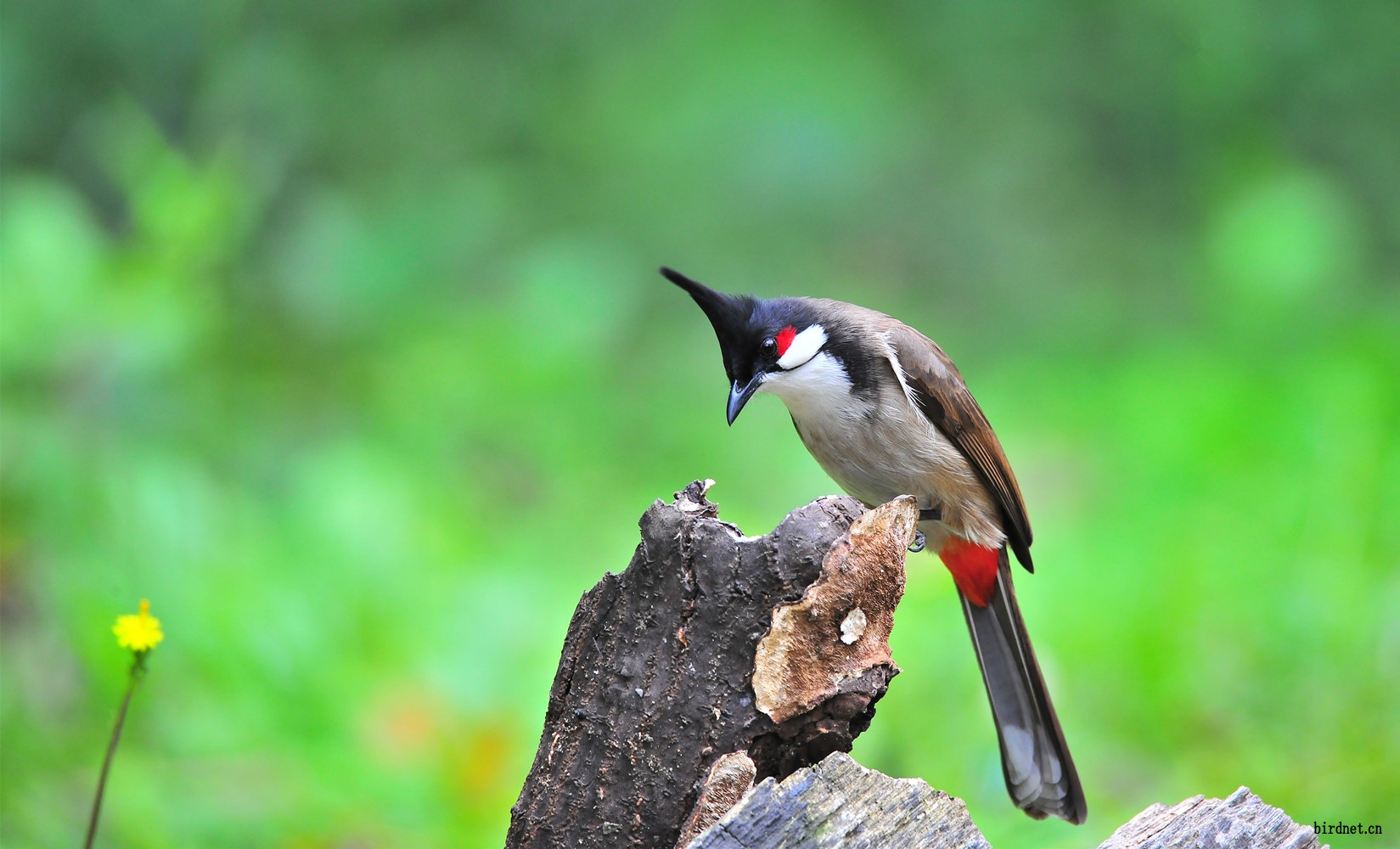 [林鸟] 南方菜鸟----红耳鹎