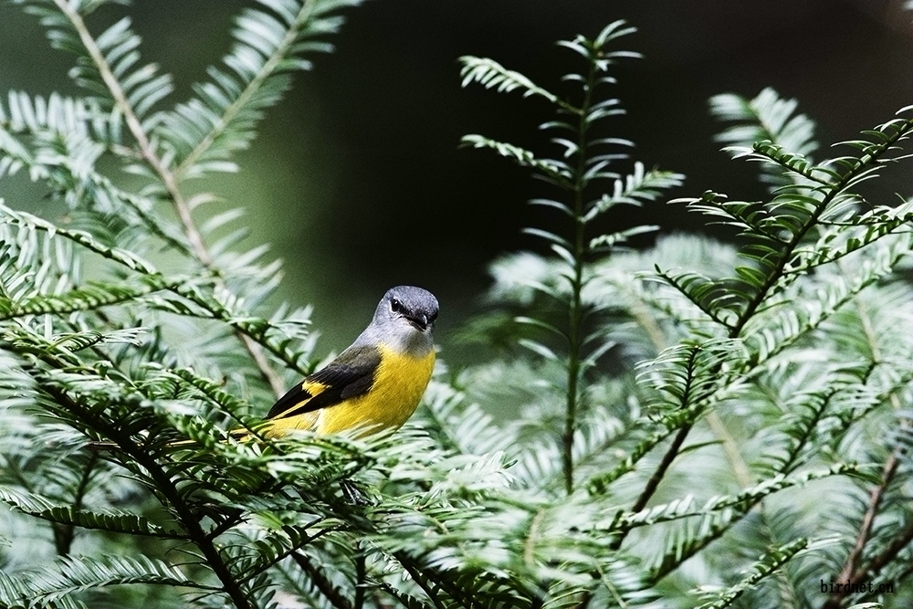 红豆树上的粉红山椒雌