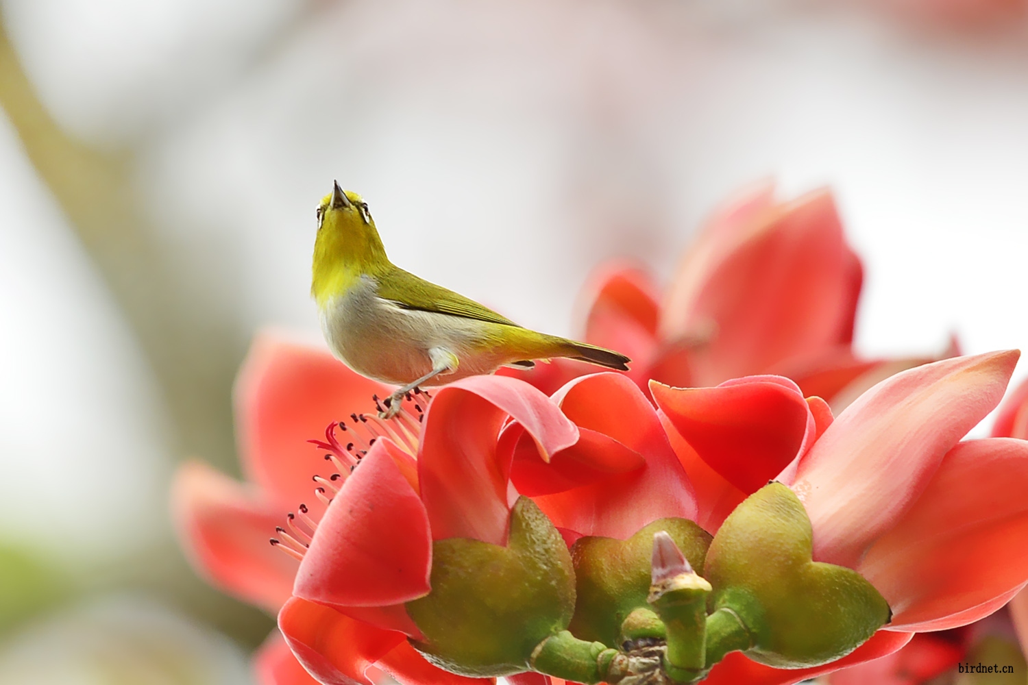 木棉花上绣眼鸟