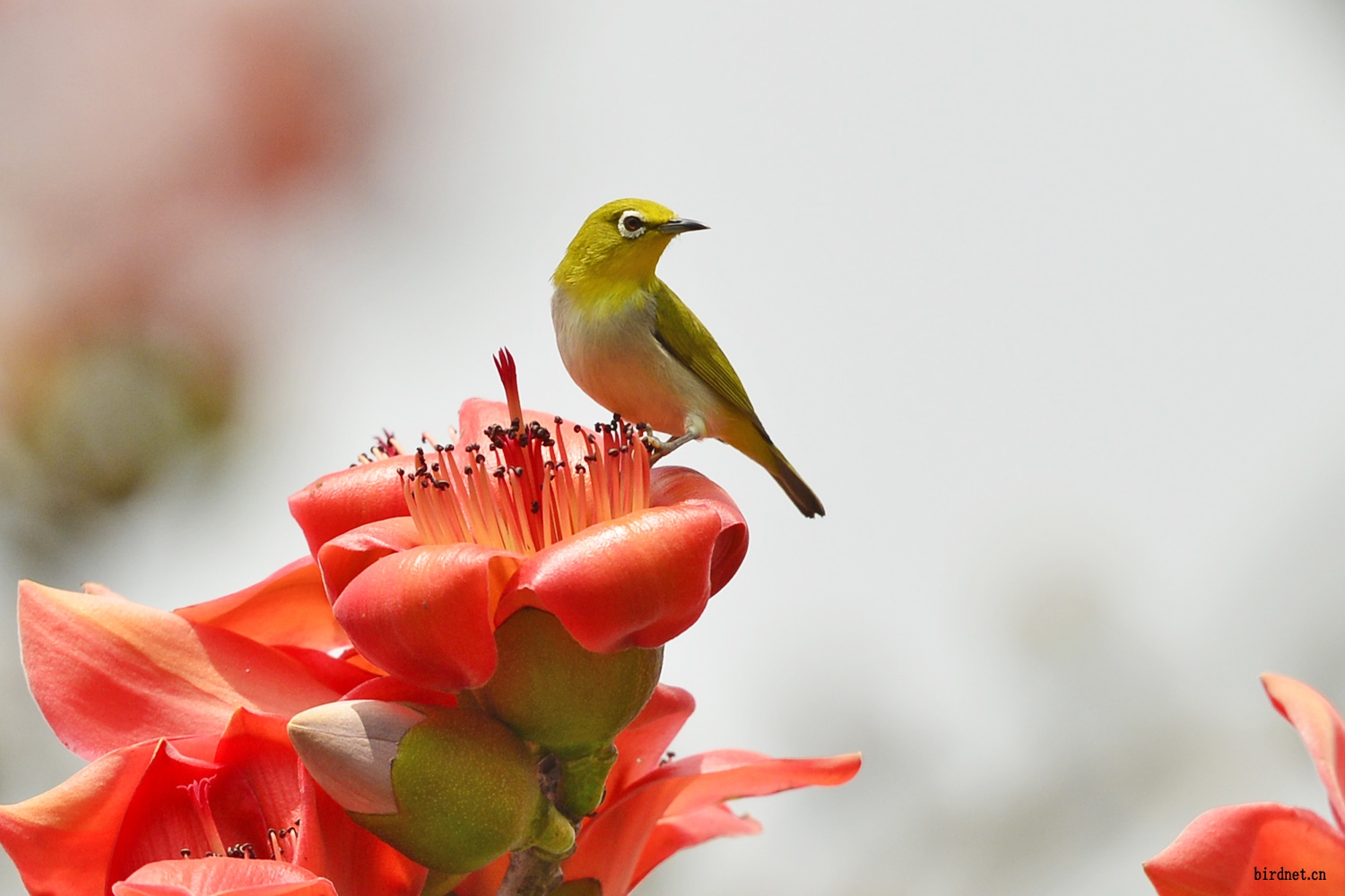 木棉花上绣眼鸟