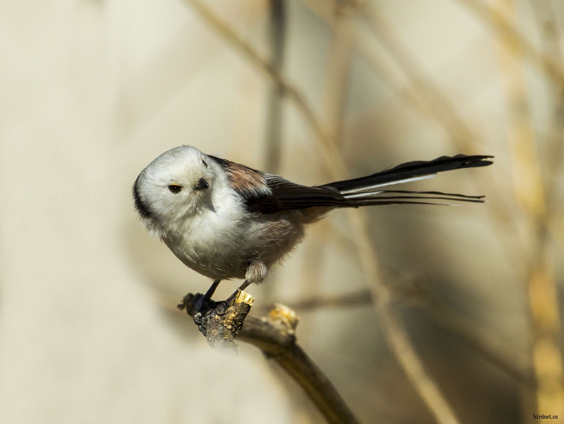 新拍奥森可爱的小白头北长尾山雀