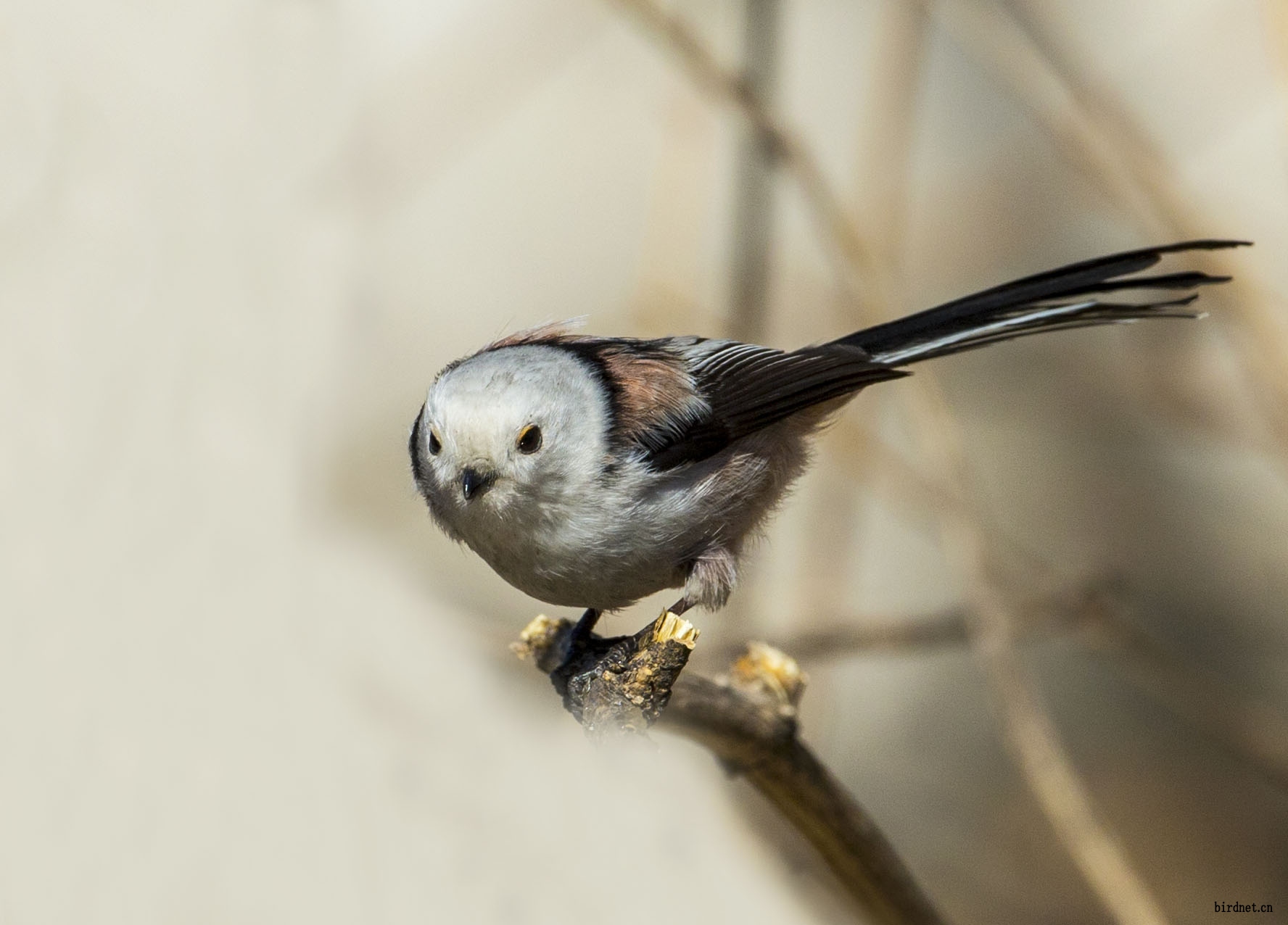 新拍奥森可爱的小白头北长尾山雀