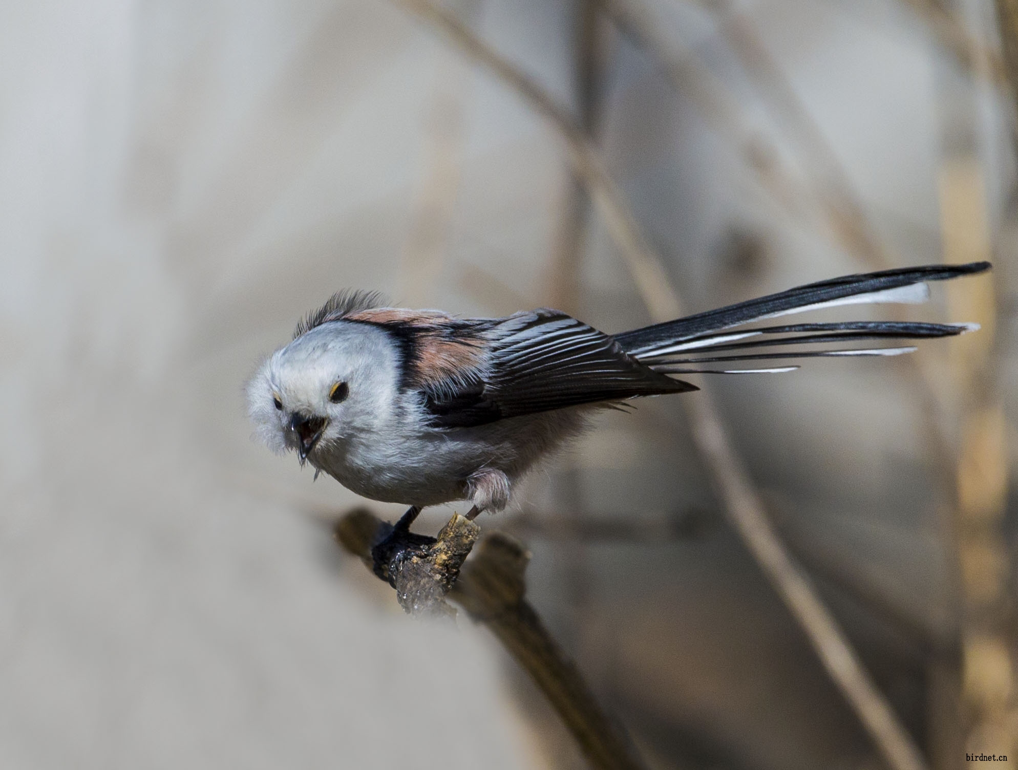 新拍奥森可爱的小白头北长尾山雀
