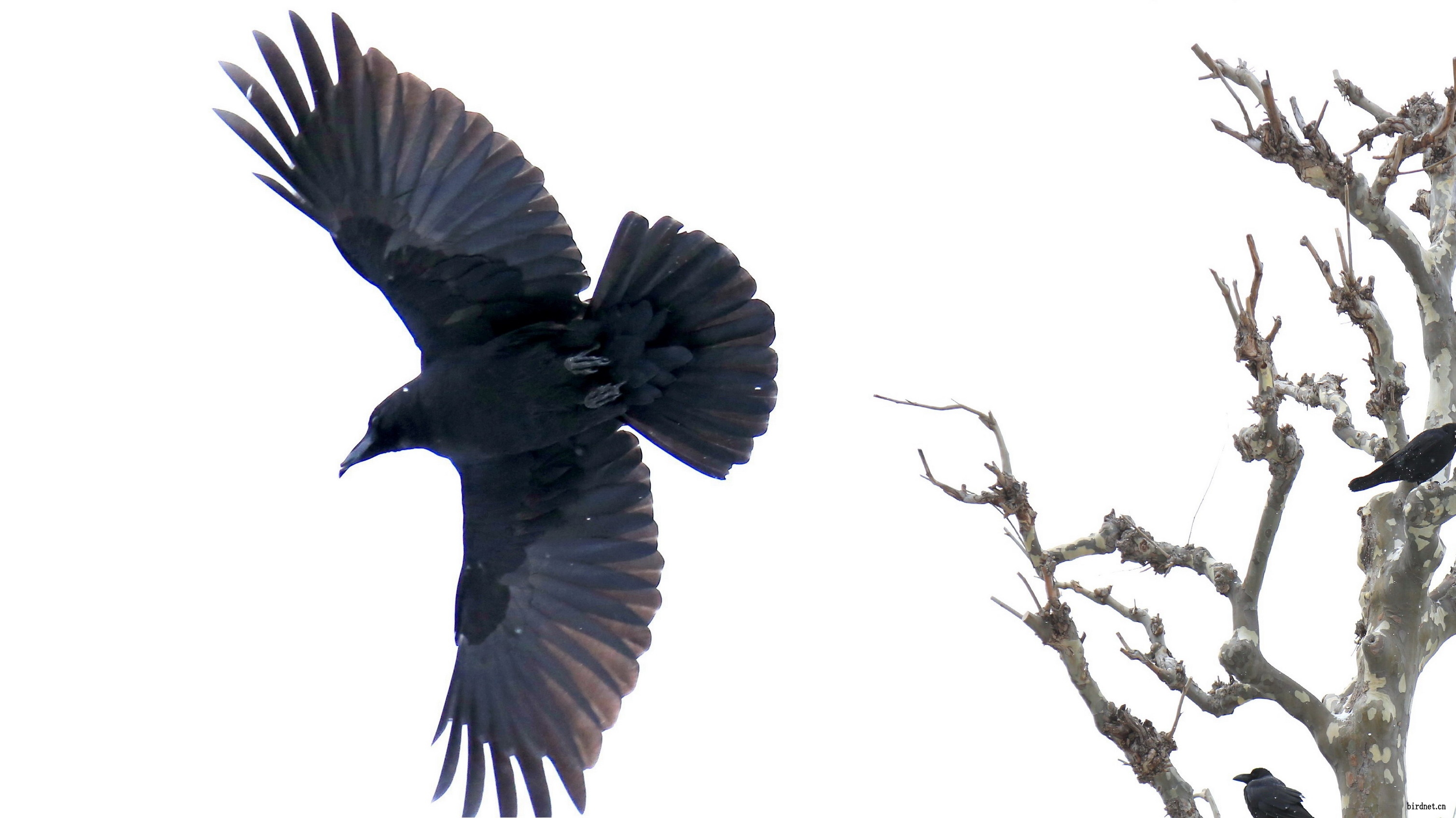 北海道拍的大嘴乌鸦
