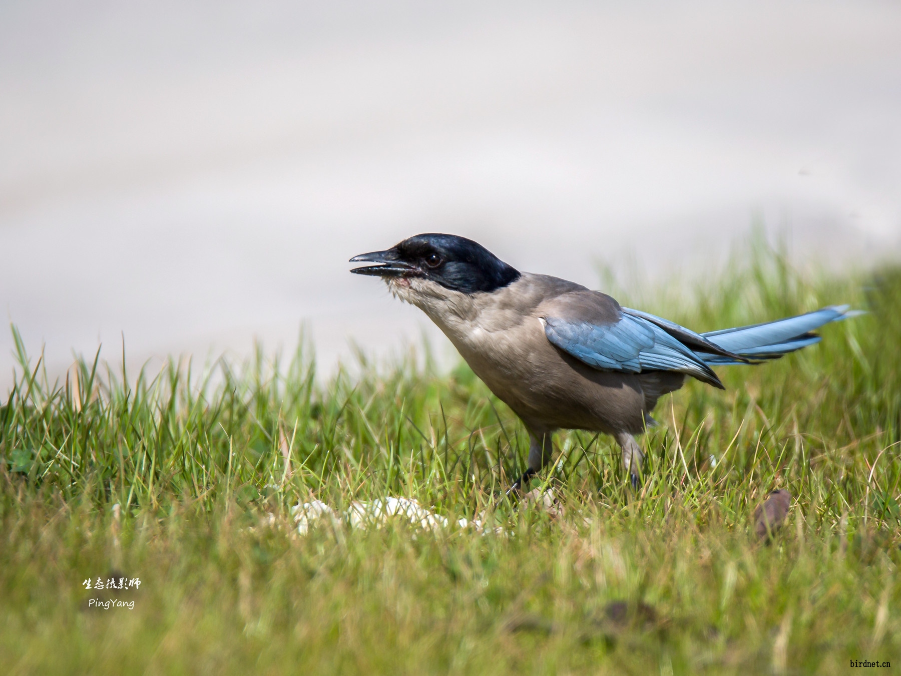 安徽省省鸟灰喜鹊