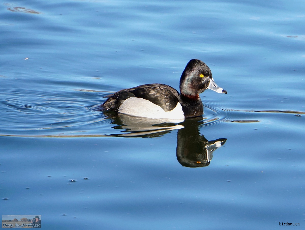 环颈潜鸭