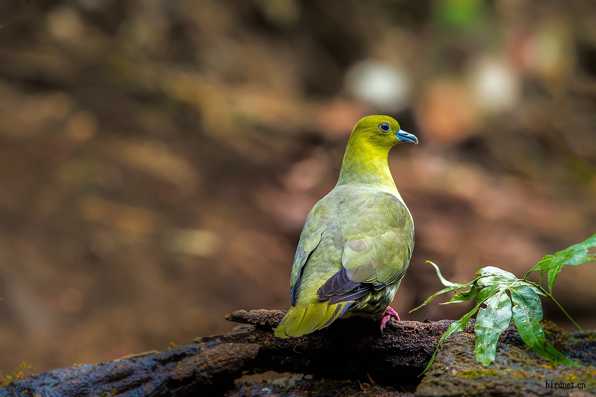 楔尾绿鸠罕见的楔尾绿斑鸠图一获首页每日精华