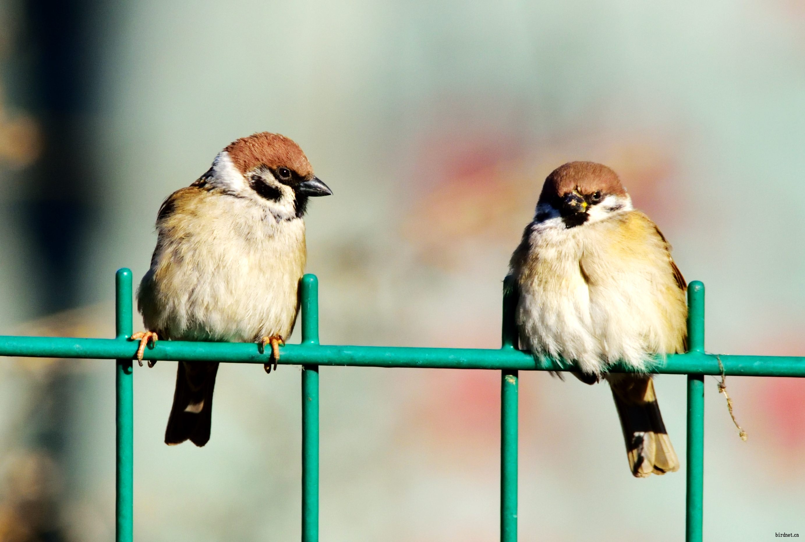 新手拍家雀练习