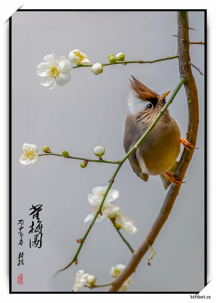 迎春雀梅图