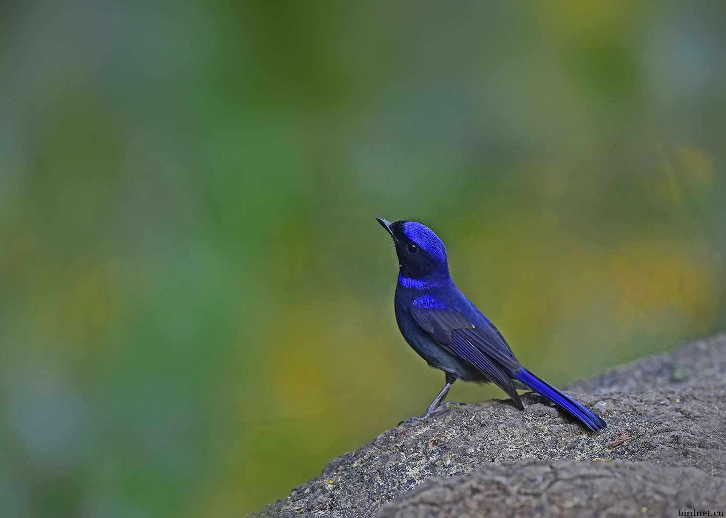 林鸟大仙鹟雄鸟可爱的蓝精灵