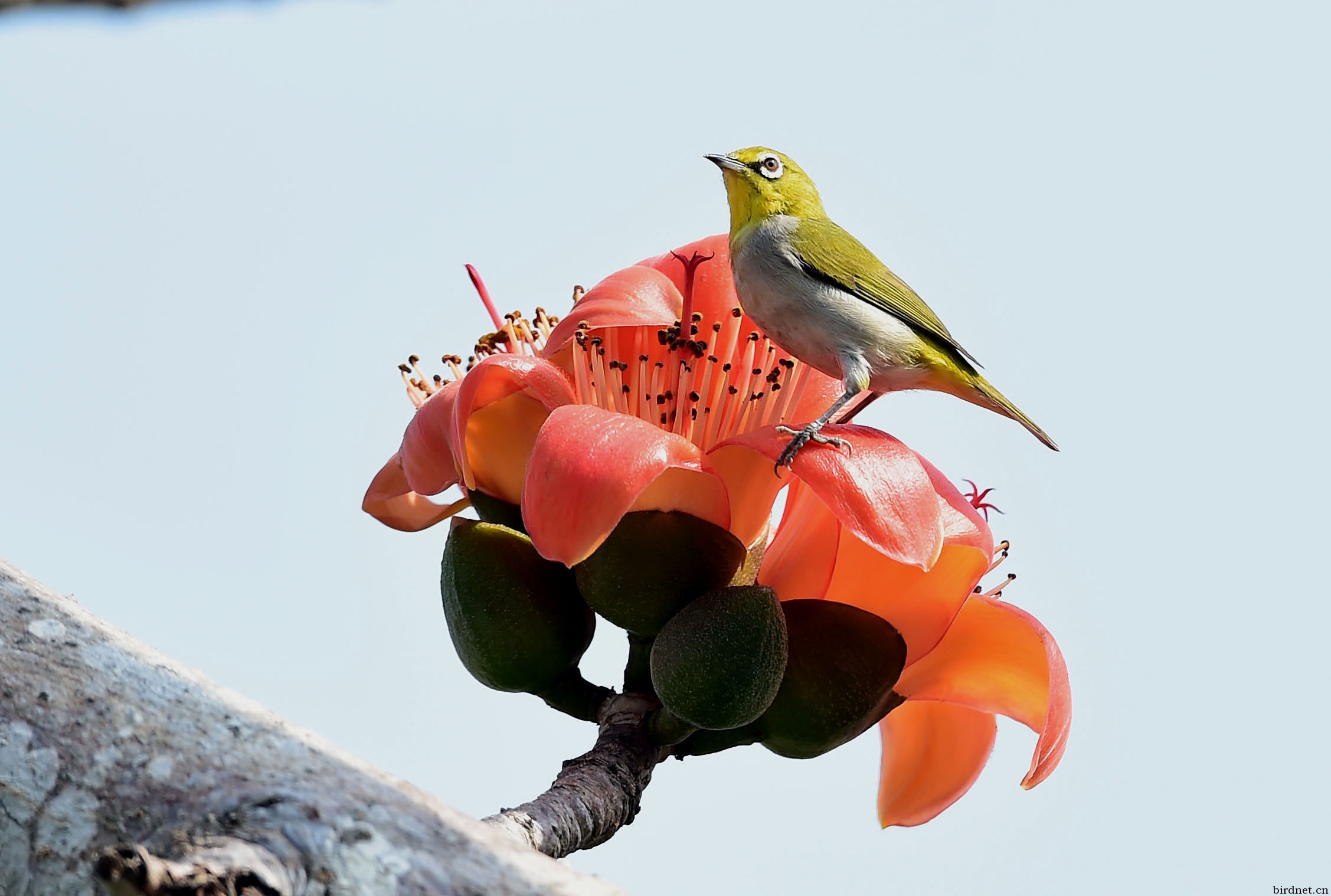 木棉树上的绣眼鸟和花蜜鸟