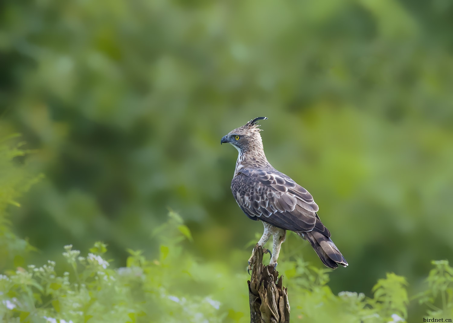 (鳳頭鷹鵰)鳳頭鷹鵰(～～～圖1被推薦到每日精華～～～) - 四川版