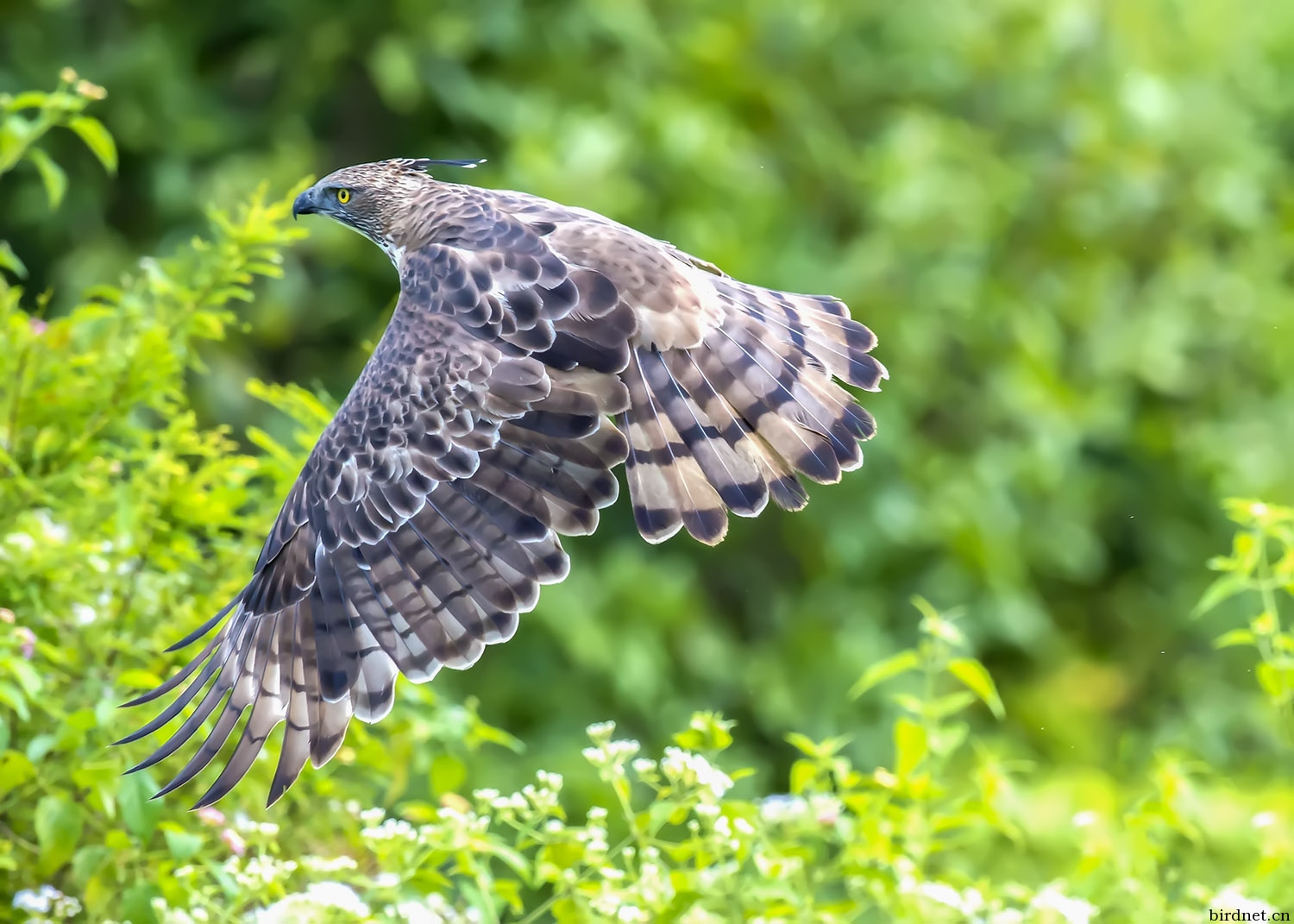 (鳳頭鷹鵰)鳳頭鷹鵰(～～～圖1被推薦到每日精華～～～) - 四川版