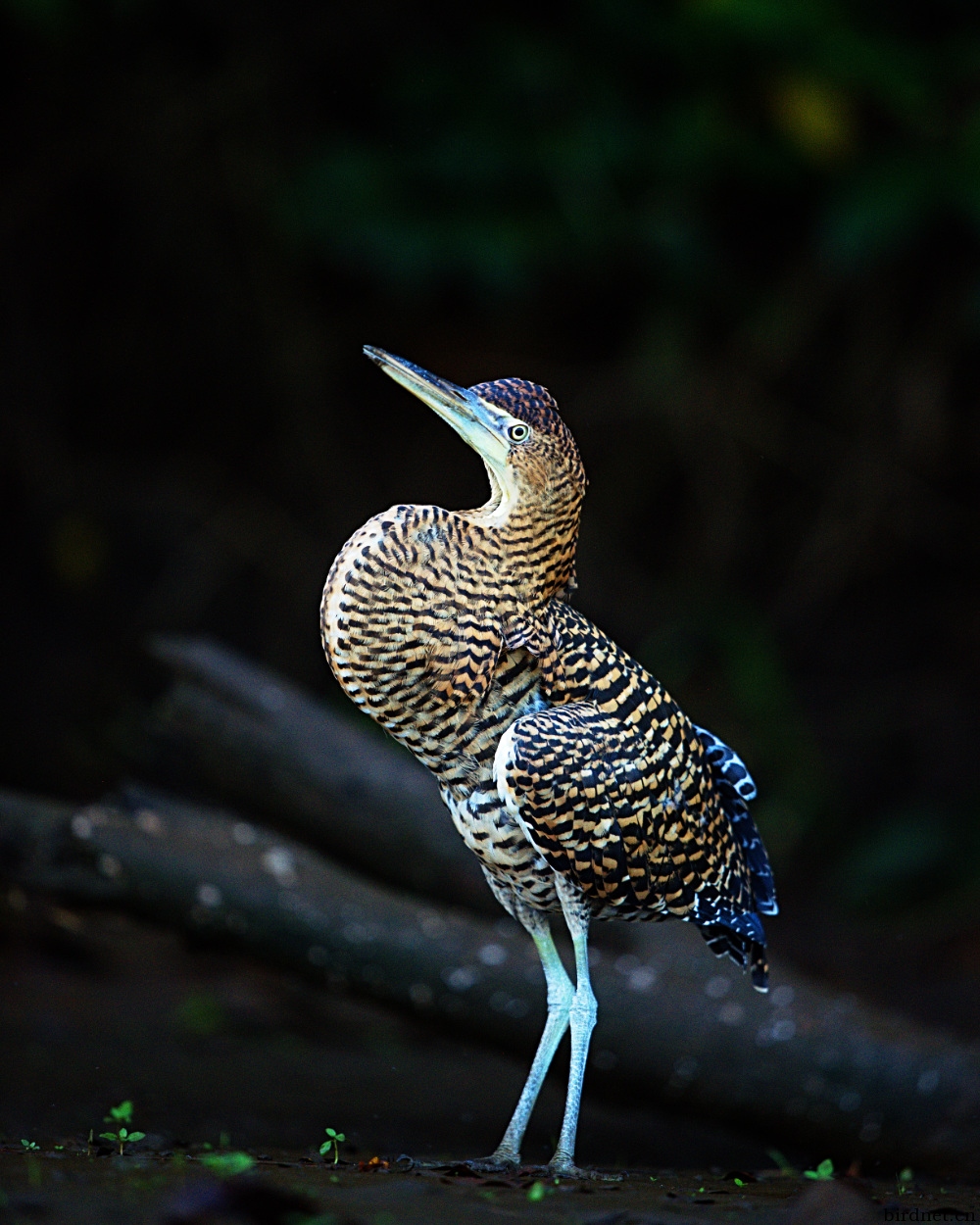 孤独的裸喉虎鹭