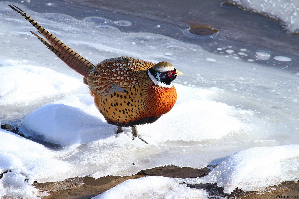 雪地雉鸡