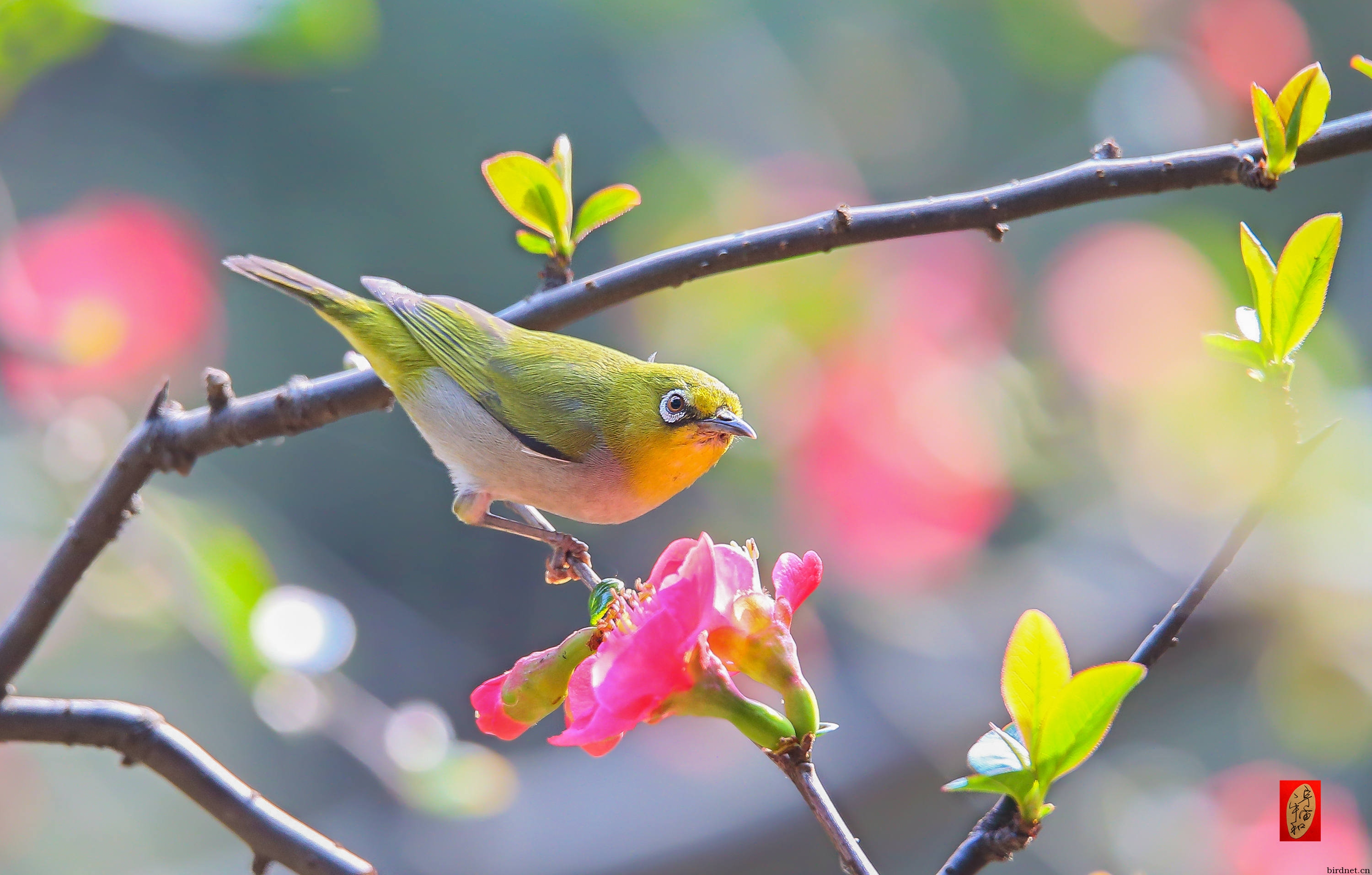 黄腹绣眼迎春图2片 - 林鸟版 鸟网