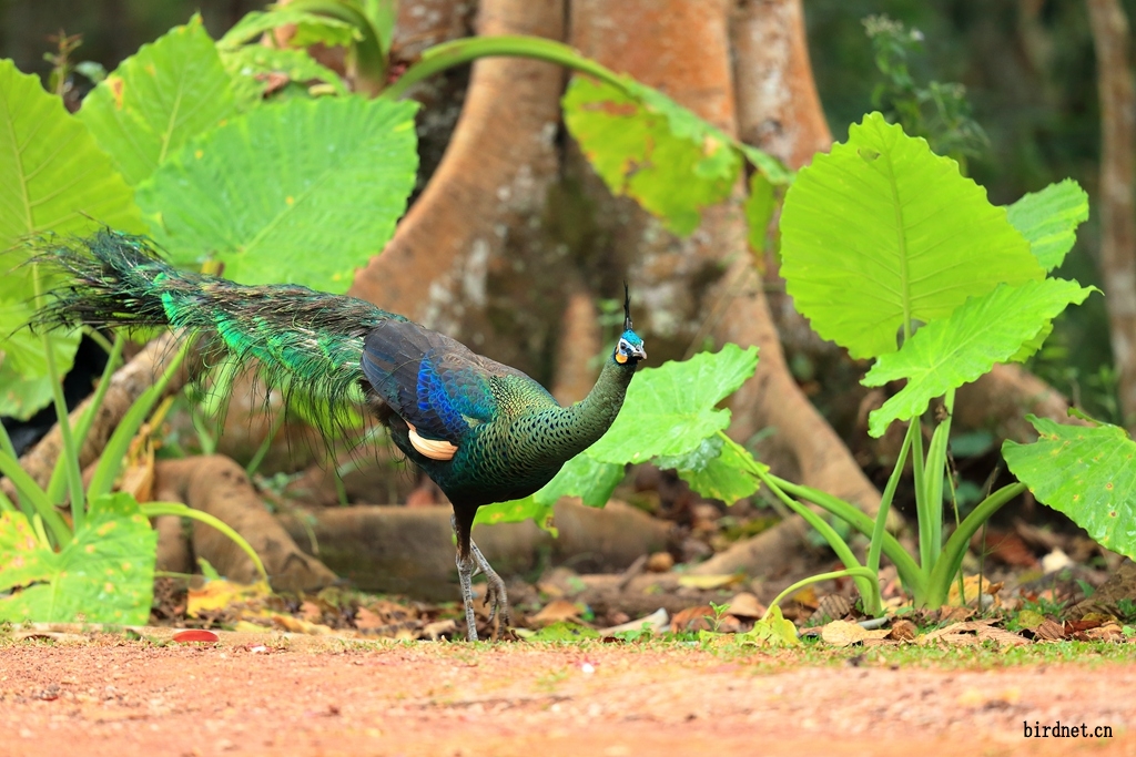 绿孔雀green peafowl.jpg