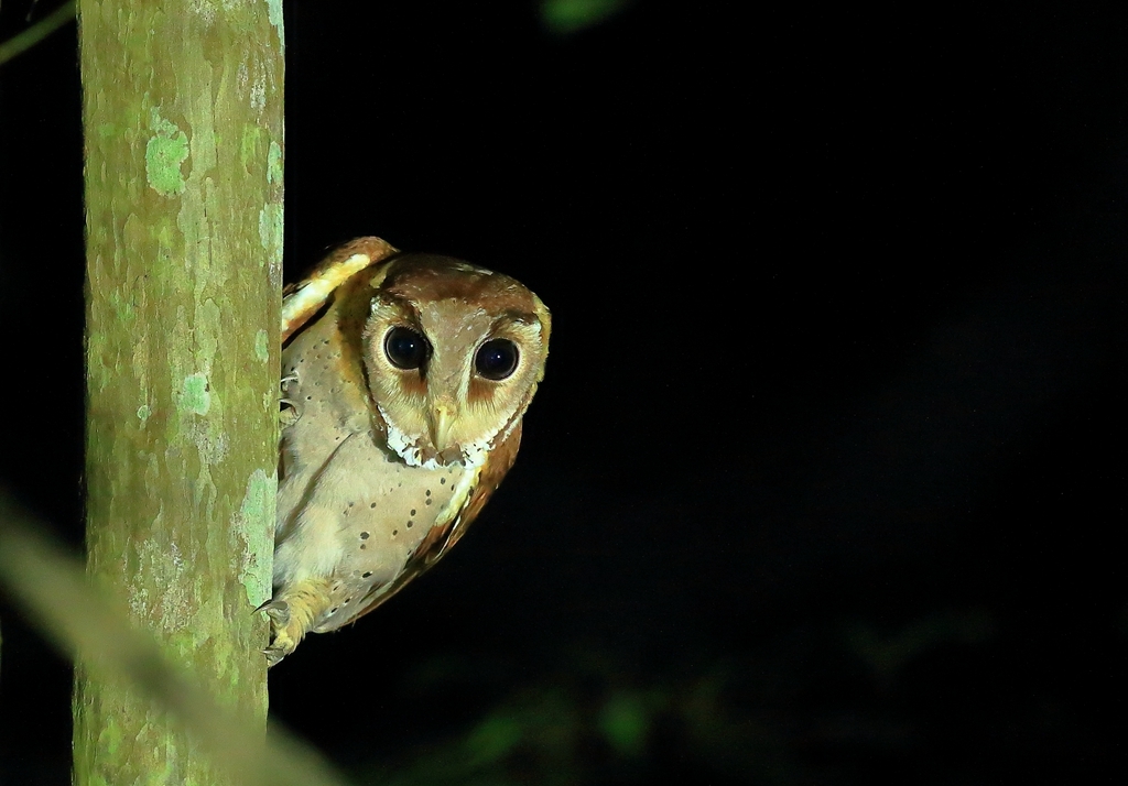 1栗鸮oriental bay-owl.jpg