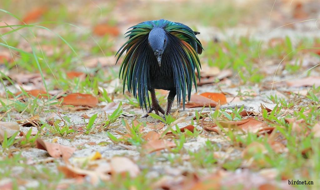 冬天到泰国去拍鸟