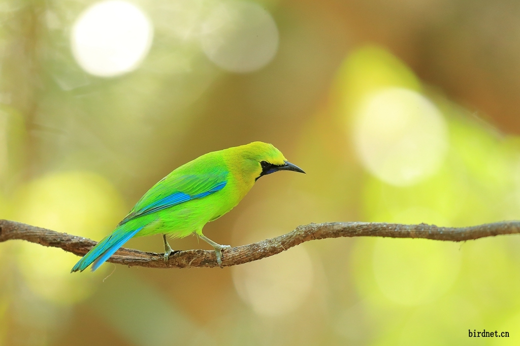 蓝翅叶鹎blue-winged leafbird.jpg