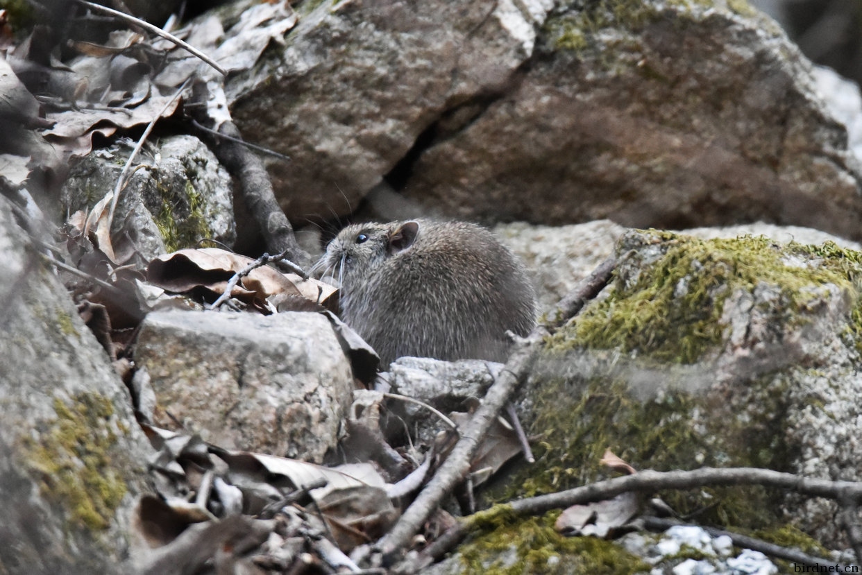 秦岭拍到没尾巴老鼠