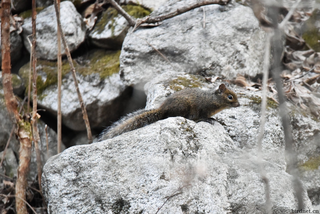 秦岭拍到没尾巴老鼠