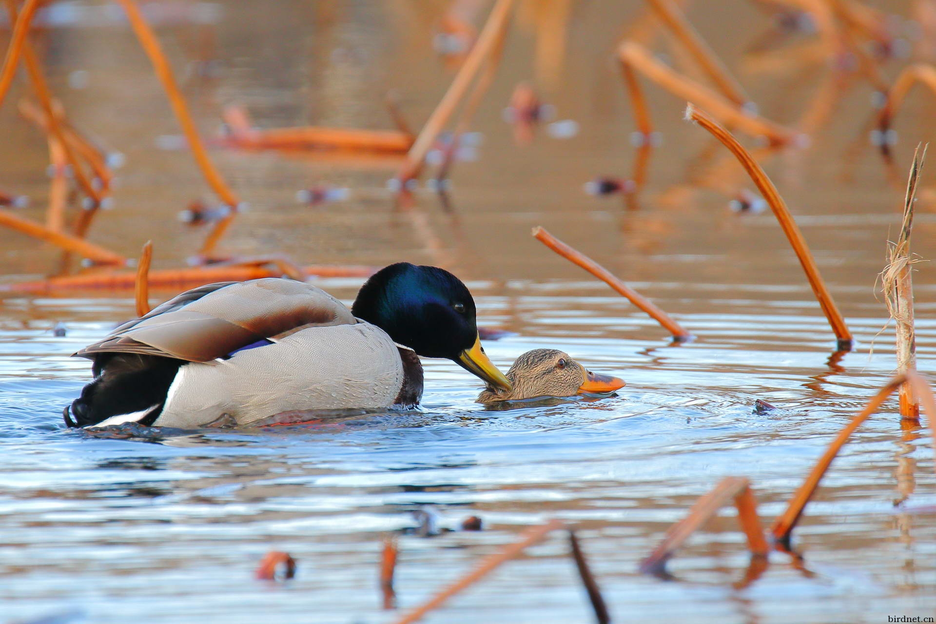 绿头鸭踩蛋点击看大图
