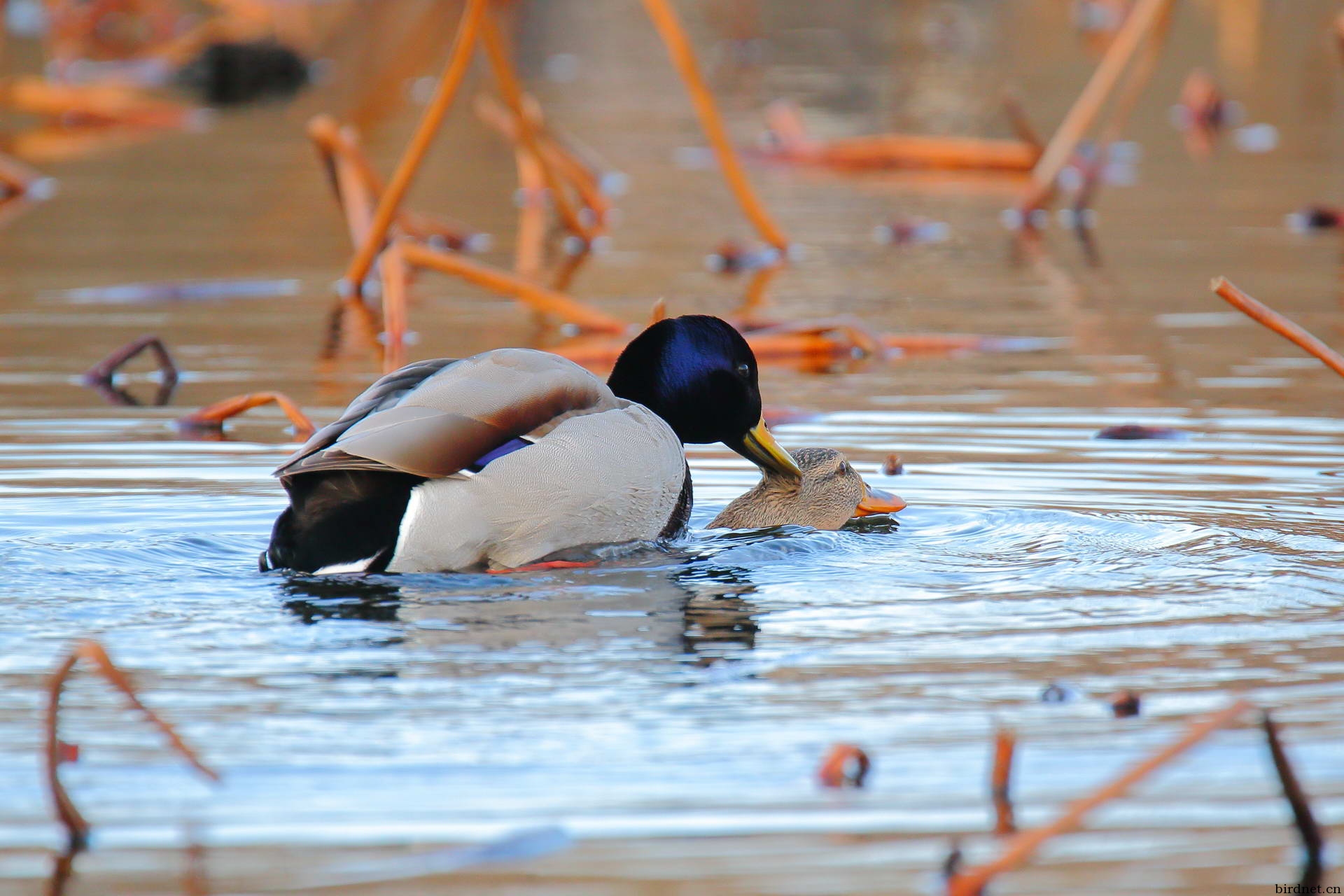 绿头鸭踩蛋点击看大图