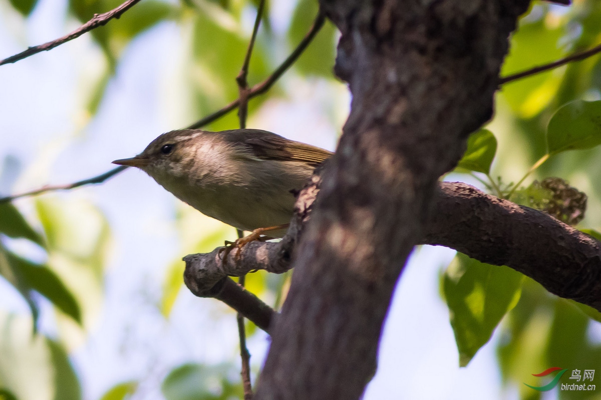 请教柳莺种类台湾高雄
